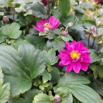 Veternica japonská (Anemone × hybrida) 'PAMINA' - kont. C2L